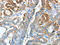 Anterior Gradient 3, Protein Disulphide Isomerase Family Member antibody, CSB-PA286707, Cusabio, Immunohistochemistry paraffin image 