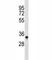 Aurora Kinase B antibody, F44415-0.4ML, NSJ Bioreagents, Western Blot image 