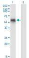 Cyclin G Associated Kinase antibody, H00002580-M01, Novus Biologicals, Western Blot image 