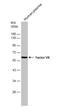 Coagulation Factor VII antibody, NBP1-31421, Novus Biologicals, Western Blot image 