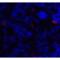 CD86 antibody, LS-C669039, Lifespan Biosciences, Immunofluorescence image 