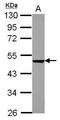 Egl-9 Family Hypoxia Inducible Factor 2 antibody, PA5-32081, Invitrogen Antibodies, Western Blot image 
