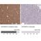 Contactin Associated Protein Like 4 antibody, NBP2-33829, Novus Biologicals, Immunohistochemistry paraffin image 