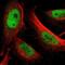 GATA Binding Protein 2 antibody, NBP1-82581, Novus Biologicals, Immunofluorescence image 