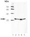 Diablo IAP-Binding Mitochondrial Protein antibody, ADI-905-684-100, Enzo Life Sciences, Western Blot image 