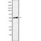 Solute Carrier Family 18 Member A1 antibody, abx218609, Abbexa, Western Blot image 