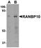 KIAA1464 antibody, orb75387, Biorbyt, Western Blot image 
