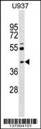 Src Kinase Associated Phosphoprotein 2 antibody, 59-191, ProSci, Western Blot image 