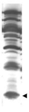 ISG15 Ubiquitin Like Modifier antibody, R1195, Origene, Western Blot image 