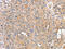 Pentraxin 3 antibody, CSB-PA508112, Cusabio, Immunohistochemistry frozen image 