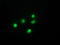 GDH antibody, LS-C115261, Lifespan Biosciences, Immunofluorescence image 