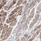 TCAP antibody, NBP1-85544, Novus Biologicals, Immunohistochemistry frozen image 