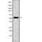 Annexin A11 antibody, PA5-68093, Invitrogen Antibodies, Western Blot image 