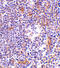 NFKB Inhibitor Interacting Ras Like 1 antibody, 2491, ProSci, Immunohistochemistry paraffin image 