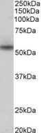 NPR3 Like, GATOR1 Complex Subunit antibody, PA5-37905, Invitrogen Antibodies, Western Blot image 