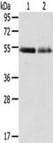 Rh Family C Glycoprotein antibody, CSB-PA442653, Cusabio, Western Blot image 