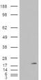 Arylsulfatase A antibody, 46-627, ProSci, Immunohistochemistry paraffin image 