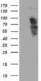 Transcription factor SOX-5 antibody, NBP2-03766, Novus Biologicals, Western Blot image 