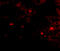 OTU Deubiquitinase 5 antibody, A09744, Boster Biological Technology, Immunofluorescence image 