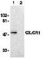 C-X3-C Motif Chemokine Receptor 1 antibody, MBS395844, MyBioSource, Western Blot image 