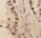 Histone Deacetylase 1 antibody, FNab03793, FineTest, Immunohistochemistry frozen image 