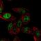 Septin-4 antibody, NBP1-90093, Novus Biologicals, Immunofluorescence image 