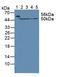 Fumarate Hydratase antibody, LS-C717358, Lifespan Biosciences, Western Blot image 