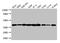 Annexin A2 antibody, LS-C369235, Lifespan Biosciences, Western Blot image 