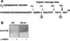 Integrin Subunit Beta 3 antibody, EB3001, Kerafast, Western Blot image 