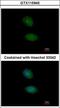 Alport Syndrome, Mental Retardation, Midface Hypoplasia And Elliptocytosis Chromosomal Region Gene 1 antibody, GTX115945, GeneTex, Immunofluorescence image 