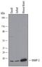 Vesicle Associated Membrane Protein 2 antibody, MAB5136, R&D Systems, Western Blot image 
