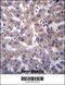 Prolylcarboxypeptidase antibody, 57-023, ProSci, Immunohistochemistry frozen image 