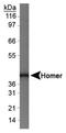 Homer Scaffold Protein 1 antibody, NBP1-44999, Novus Biologicals, Western Blot image 