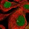 Tuftelin 1 antibody, NBP1-87446, Novus Biologicals, Immunofluorescence image 