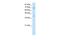 Distal-Less Homeobox 3 antibody, PA5-40506, Invitrogen Antibodies, Western Blot image 