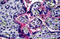 Integrin Subunit Alpha V antibody, MBS244840, MyBioSource, Immunohistochemistry frozen image 