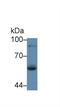 Lactoperoxidase antibody, LS-C295069, Lifespan Biosciences, Western Blot image 