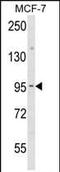 Junction Plakoglobin antibody, PA5-35375, Invitrogen Antibodies, Western Blot image 