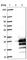 Protein Phosphatase 1 Regulatory Inhibitor Subunit 14D antibody, HPA041846, Atlas Antibodies, Western Blot image 