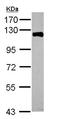 Piwi-like protein 4 antibody, ab111714, Abcam, Western Blot image 