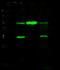 SET Domain Containing 7, Histone Lysine Methyltransferase antibody, 11209-MM19, Sino Biological, Western Blot image 