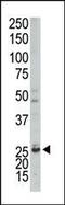 Adenylate Kinase 4 antibody, MBS9206499, MyBioSource, Western Blot image 