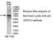 Zinc Finger Protein 512 antibody, MBS416260, MyBioSource, Western Blot image 