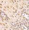 Proteasome Subunit Alpha 2 antibody, FNab06862, FineTest, Immunohistochemistry frozen image 