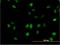 Mediator Complex Subunit 21 antibody, H00009412-M08, Novus Biologicals, Immunocytochemistry image 