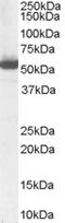 Aldehyde Dehydrogenase 1 Family Member A1 antibody, STJ70878, St John