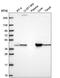 Glutamic-Oxaloacetic Transaminase 1 antibody, PA5-67252, Invitrogen Antibodies, Western Blot image 