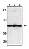 SH3 Domain Binding Protein 2 antibody, orb108701, Biorbyt, Western Blot image 