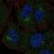 Polypeptide N-Acetylgalactosaminyltransferase 4 antibody, NBP2-55959, Novus Biologicals, Immunocytochemistry image 