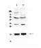 Cytochrome C Oxidase Subunit 4I1 antibody, A05442-1, Boster Biological Technology, Western Blot image 